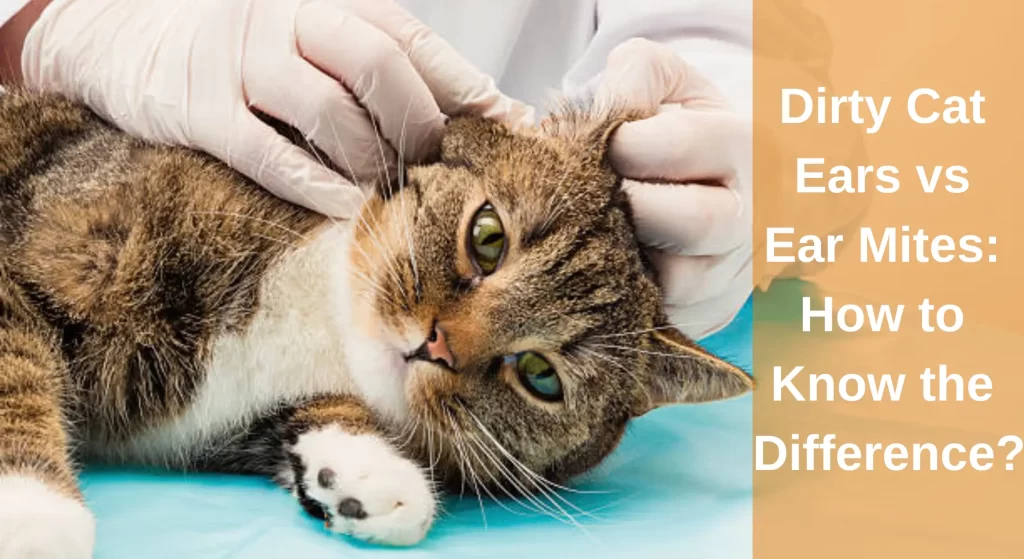 Dirty Cat Ears Vs Ear Mites How To Know The Difference LearnAboutCat