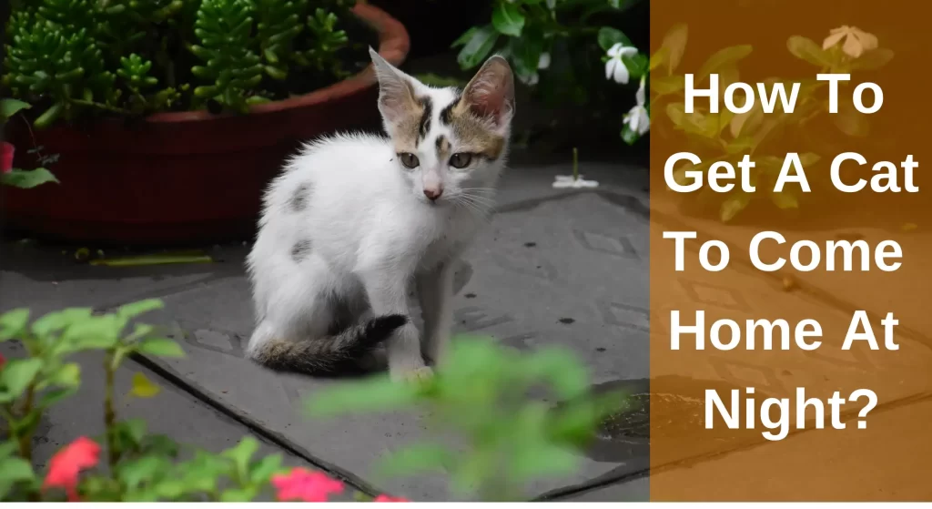 The Ultimate Guide on How To Get A Cat To Come Home At Night