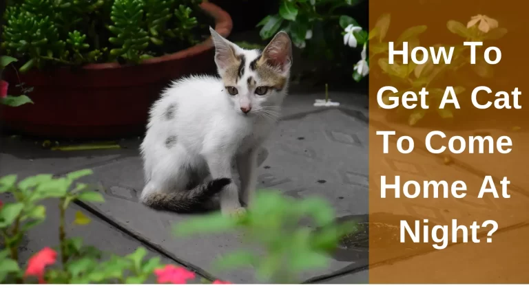 The Ultimate Guide on How To Get A Cat To Come Home At Night?