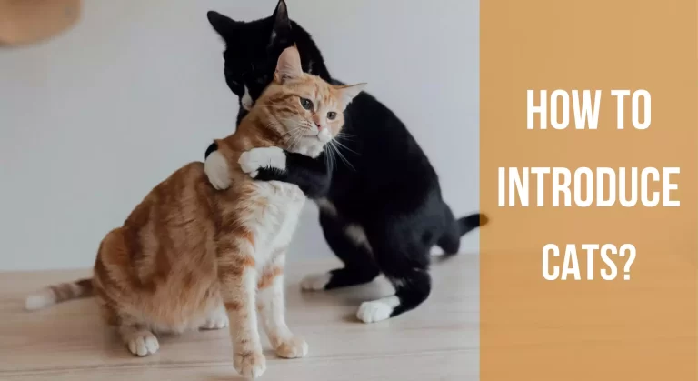 How To Introduce Cats? Effective Guidelines & Tricks