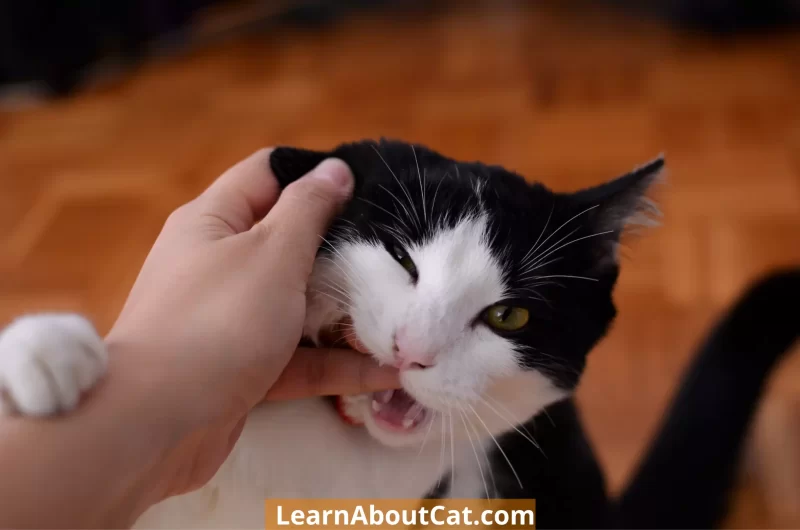 How To Stop cat Biting