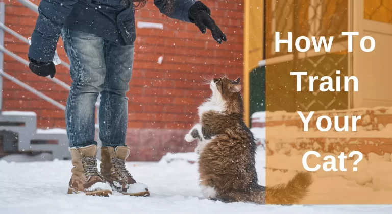 Ultimate Training Manual: How To Train Your Cat? Cat Training 101