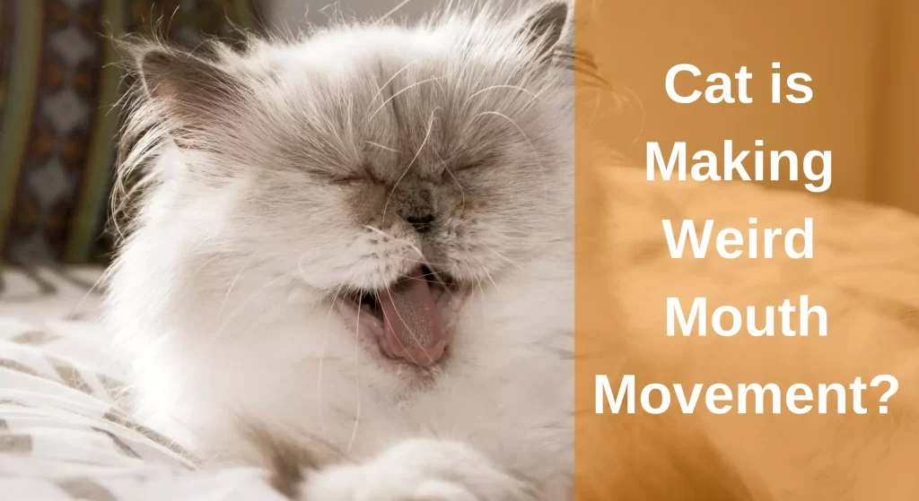 Cat Making Weird Mouth Movements? [Answered] LearnAboutCat