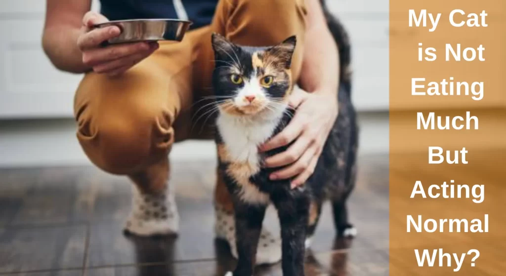 My Cat is Not Eating Much But Acting Normal Why? All You Need To Know