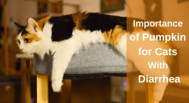 Importance Of Pumpkin For Cats With Diarrhea
