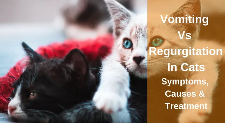 Vomiting Vs Regurgitation In Cats – Symptoms, Causes & Treatment