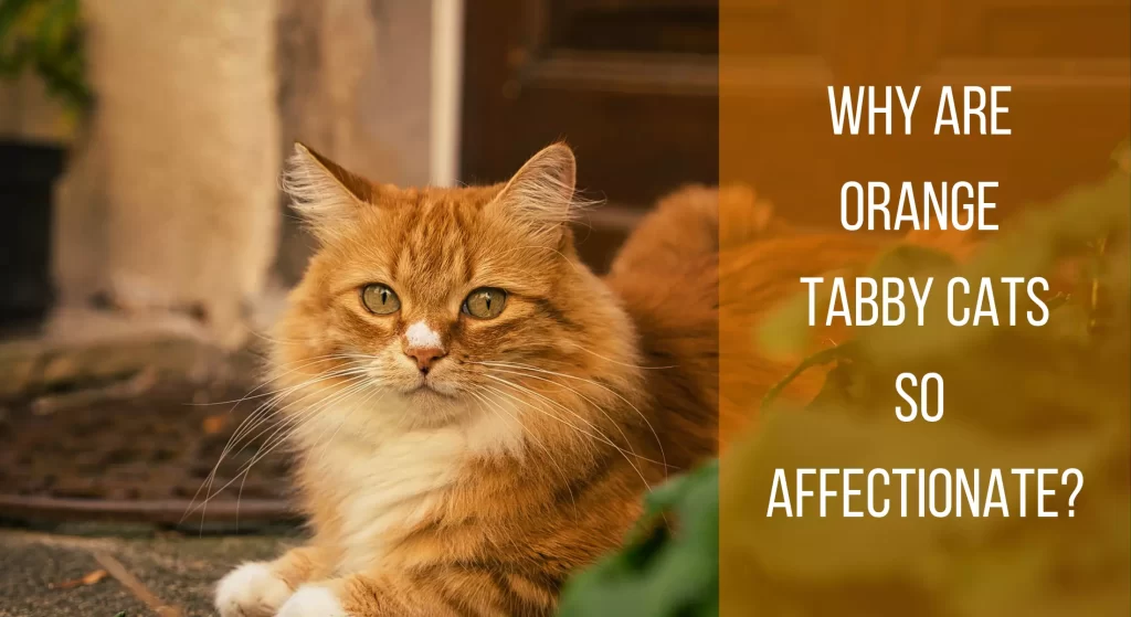 why-are-orange-tabby-cats-so-affectionate-interesting-facts