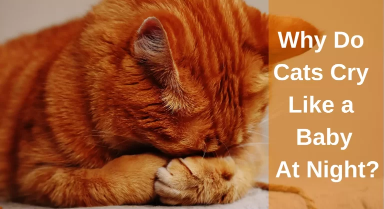 Why Do Cats Cry Like A Baby At Night? Reasons You Should Know