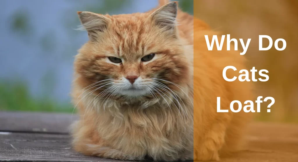 Why Do Cats Loaf? Loaf Positions And Reasons - LearnAboutCat