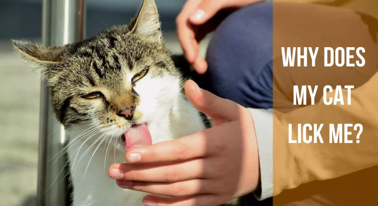 Why Does My Cat Lick Me? And How To Respond 