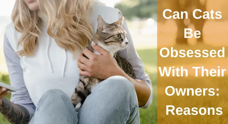 Can Cats Be Obsessed With Their Owners? Reasons You Should Know