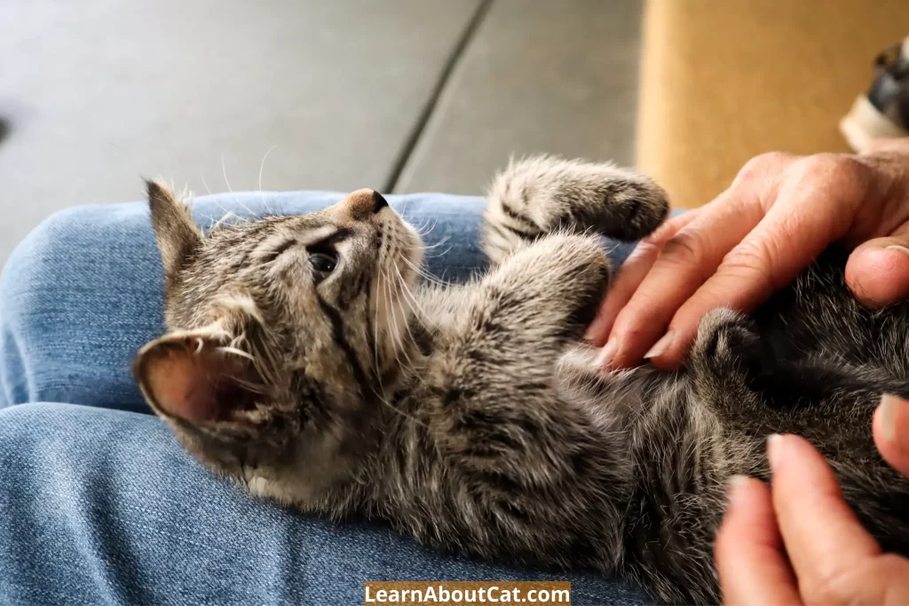 Some Warning Signs of Cats Swallowed Rubber Band