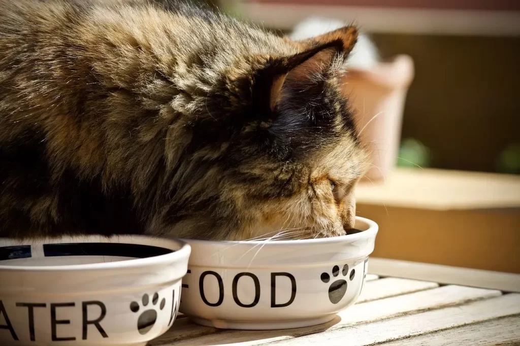 Cat Food & Nutrition 