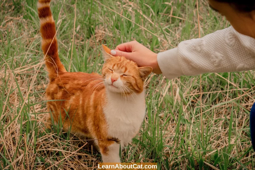 Understanding Cat Body Language Signals