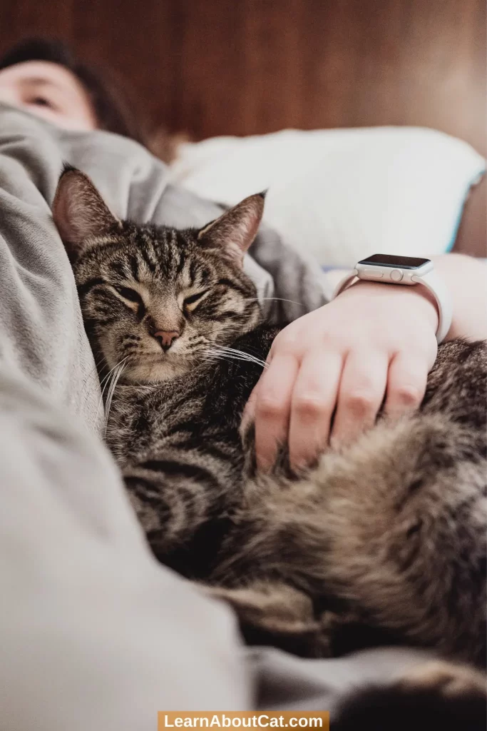 Should You Allow Your Cat To Sleep On Your Chest
