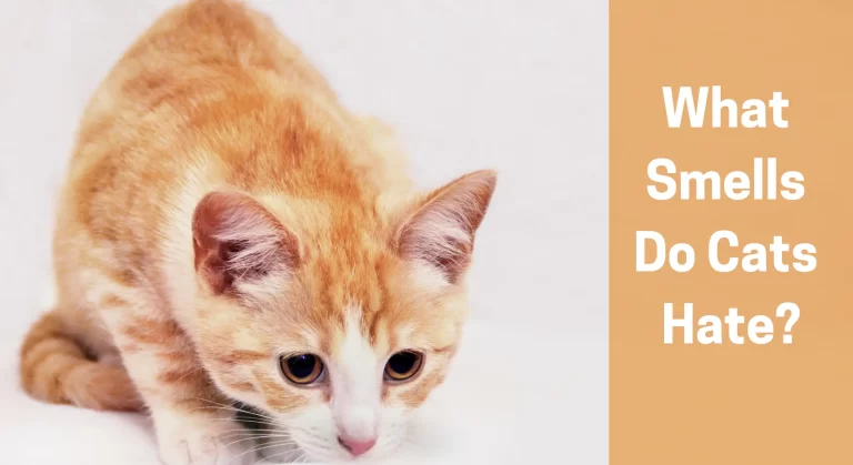 What Smells Do Cats Hate? Cat’s Sense of Smell Explained