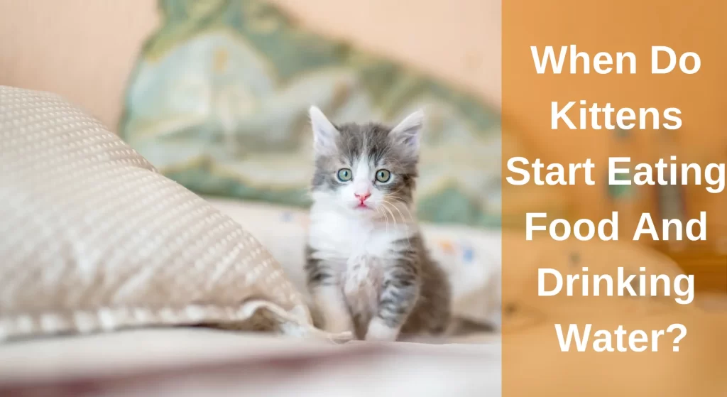 When Do Kittens Start Eating Food And Drinking Water? [Answered ...