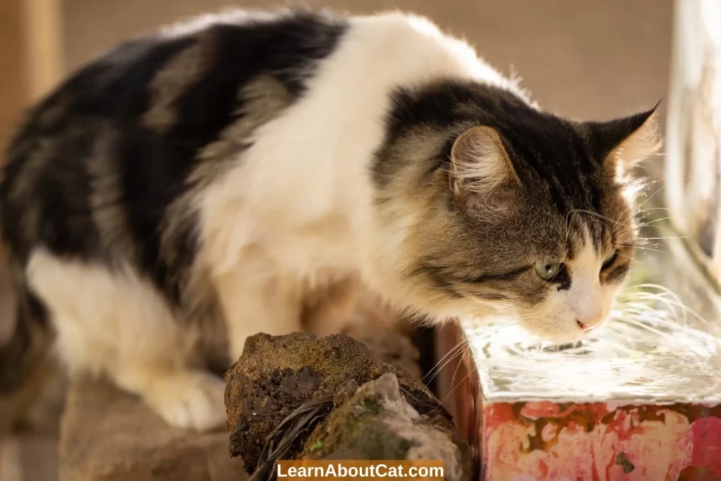 Why Cats Are Attractive To Water Fountains