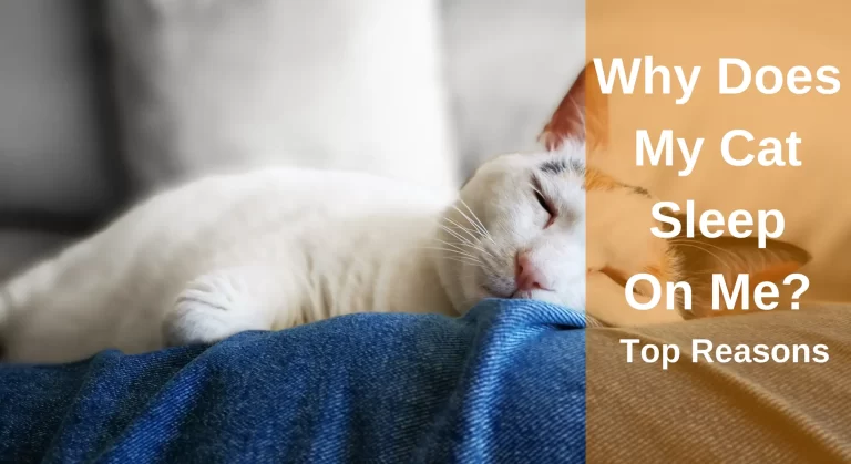 Why Does My Cat Sleep On Me? Top Reasons