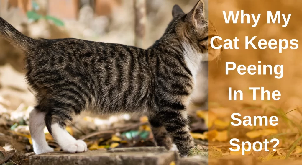 why-my-cat-keeps-peeing-in-the-same-spot-and-how-to-stop-learnaboutcat