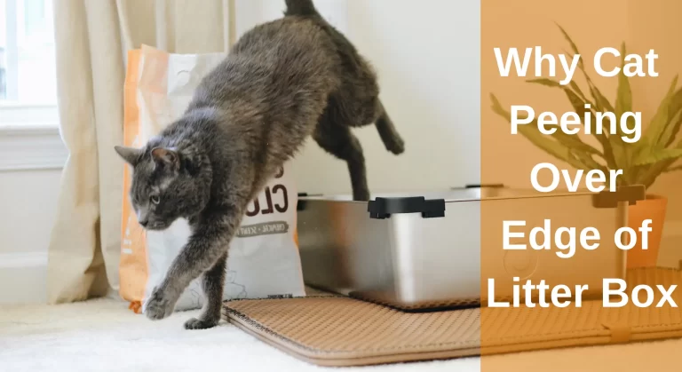 Why Cat Peeing Over Edge of Litter Box? Top 10 Reasons And Solutions