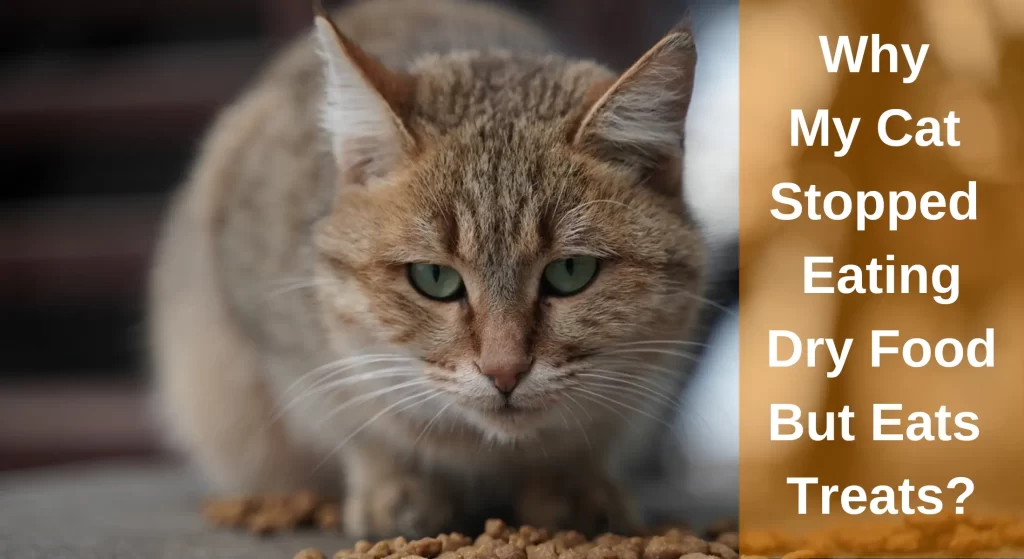Why My Cat Stopped Eating Dry Food But Eats Treats Reasons LearnAboutCat