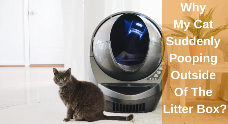 Why Is My Cat Suddenly Pooping Outside of The Litter Box? 10 Reasons And Solutions