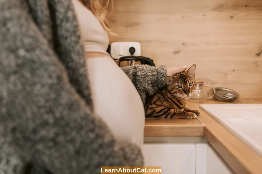 Cats and Your Actions During Pregnancy
