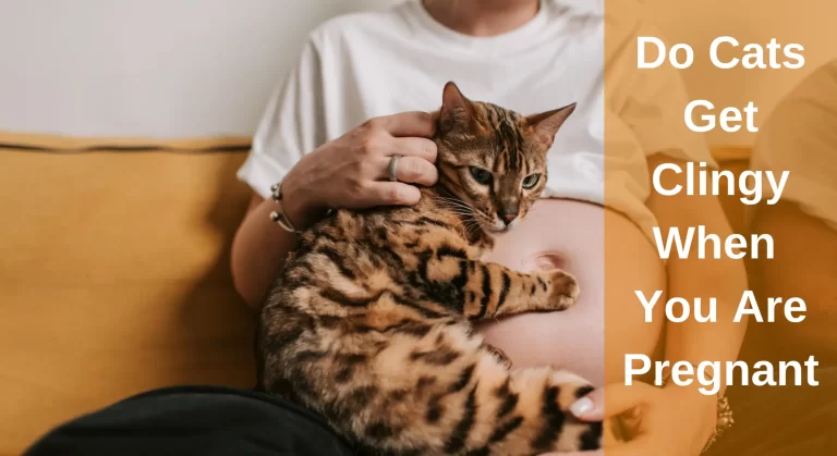 Do Cats Get Clingy When You Are Pregnant? All You Need To Know