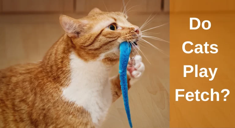 Do Cats Play Fetch? How To Train Your Cat To Fetch