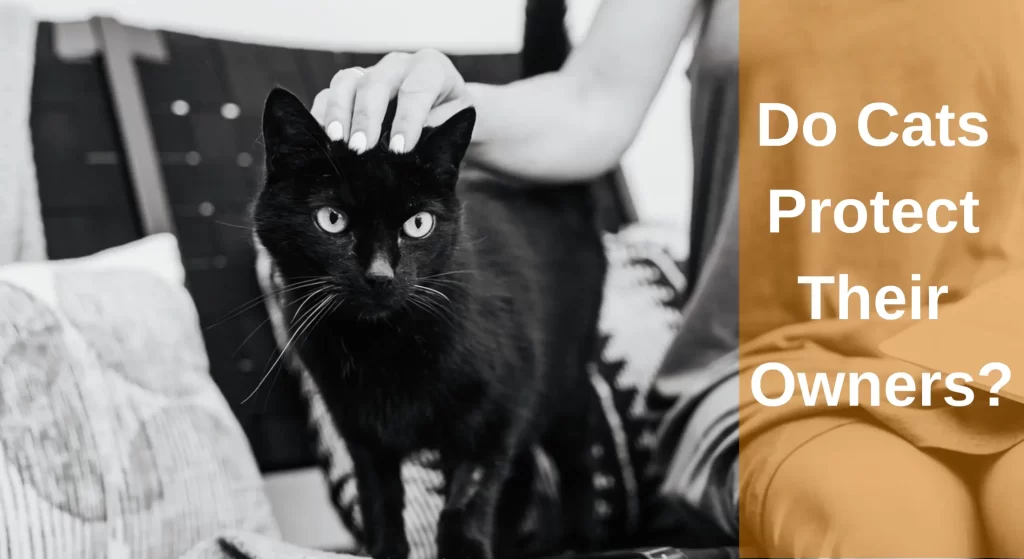 Do Cats Protect Their Owners? Signs of Protective And Overprotective