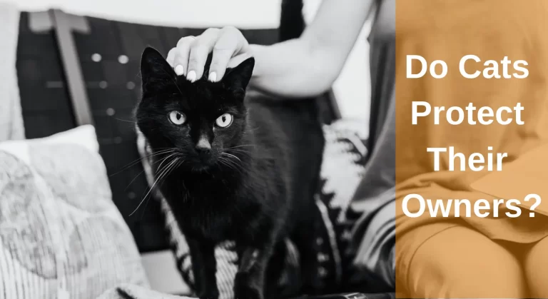 Do Cats Protect Their Owners? Signs of Protective And Overprotective Cats