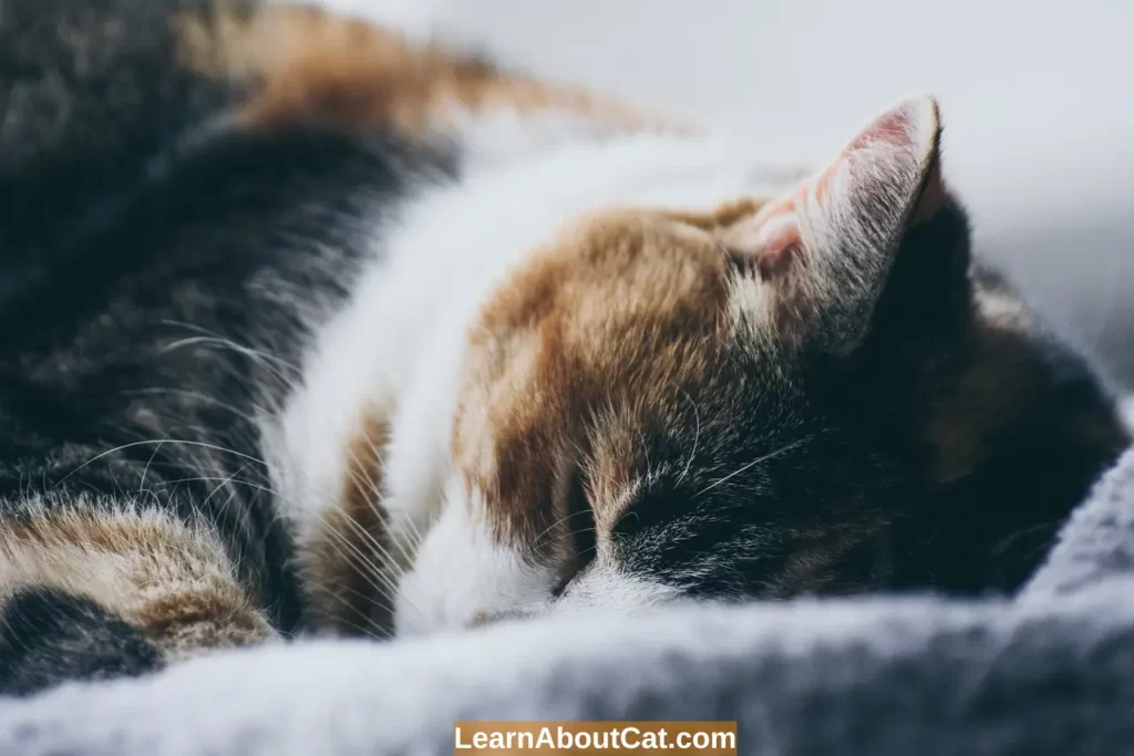 How Can a Cat's Snoring be Prevented