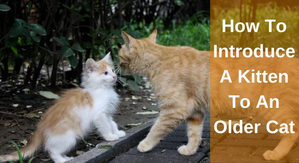 How To Introduce A Kitten To An Older Cat? [A Complete Guide ...