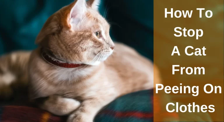 How To Stop A Cat From Peeing On Clothes? [Answered]