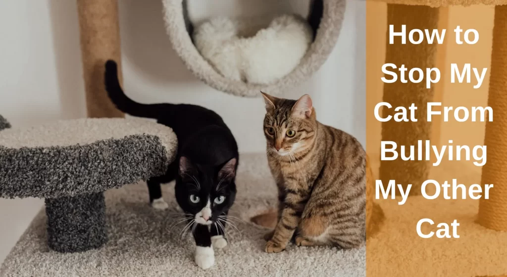 How to Stop My Cat From Bullying My other Cat? [Causes And Solutions