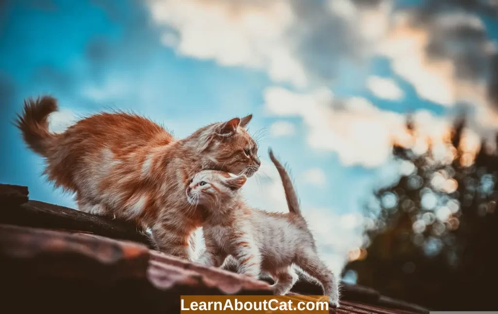 Introduce a Kitten to an Older Cat