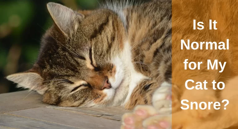 Is It Normal for My Cat to Snore? Reasons And Preventions