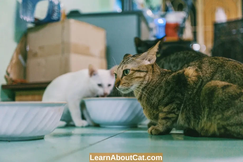 Why My Cat Stopped Eating Dry Food But Eats Treats Reasons LearnAboutCat