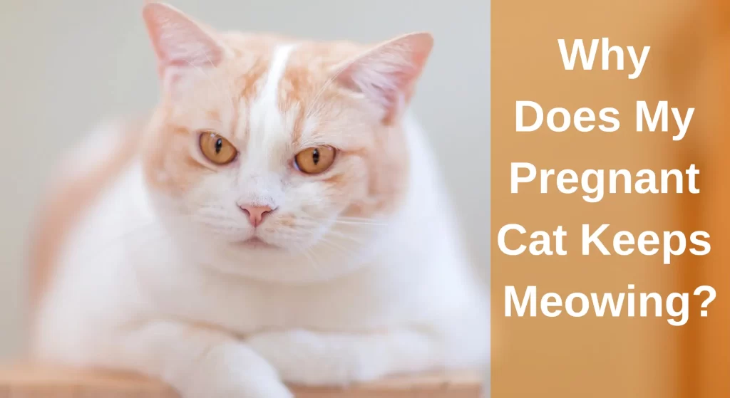 understanding-the-reasons-behind-why-my-pregnant-cat-keeps-meowing