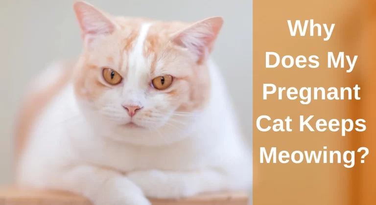Understanding the Reasons Behind Why My Pregnant Cat Keeps Meowing?