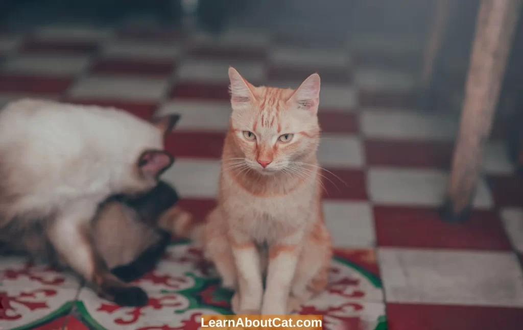 Signs of Cat Bullying Why Is My Cat Bullying My Other Cat