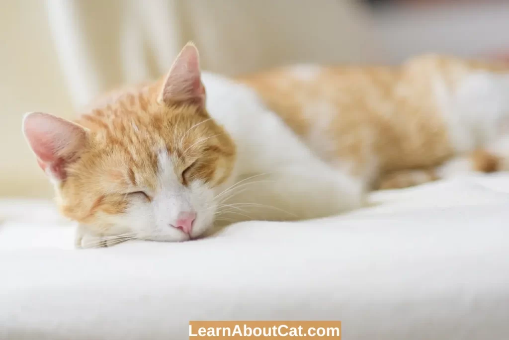 Twitching or Seizure in a Sleeping Cat