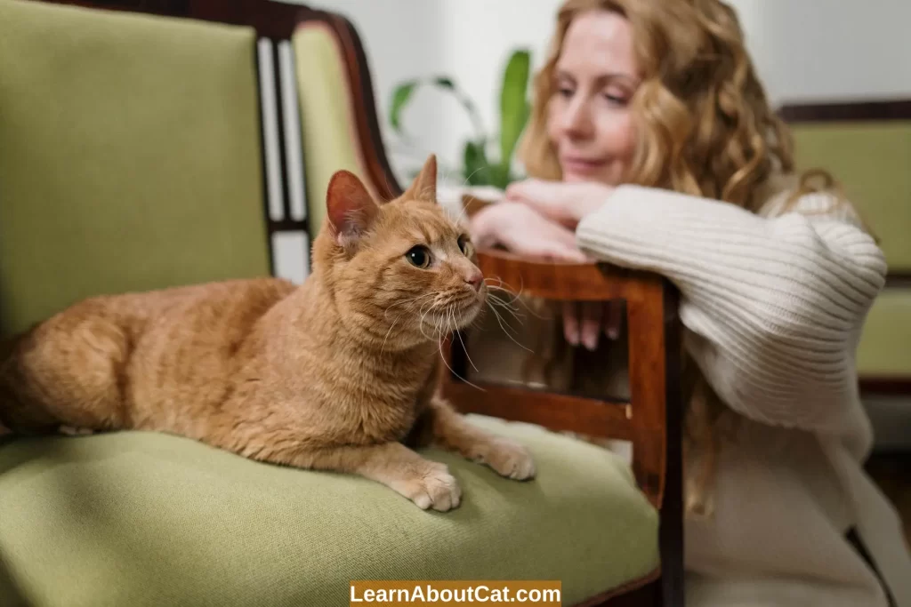 The Best Way to Help Your Cat Adjust to Your Pregnancy