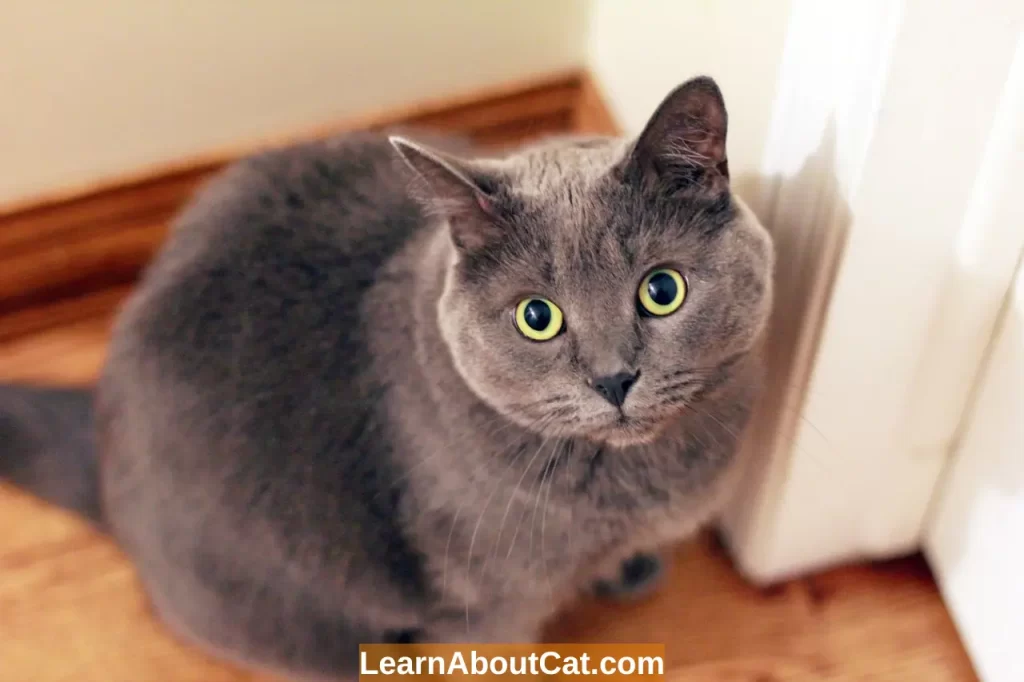 Why Cat Pooping Outside the Litter Box