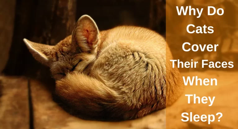 Why Do Cats Cover Their Faces When They Sleep? Reasons You Should Know