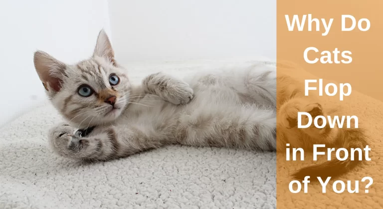 Why Do Cats Flop Down In Front Of You? Top 12 Reasons You Should Know