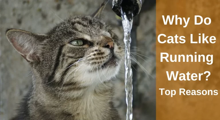 Why Do Cats Like Running Water? [Top Reasons]