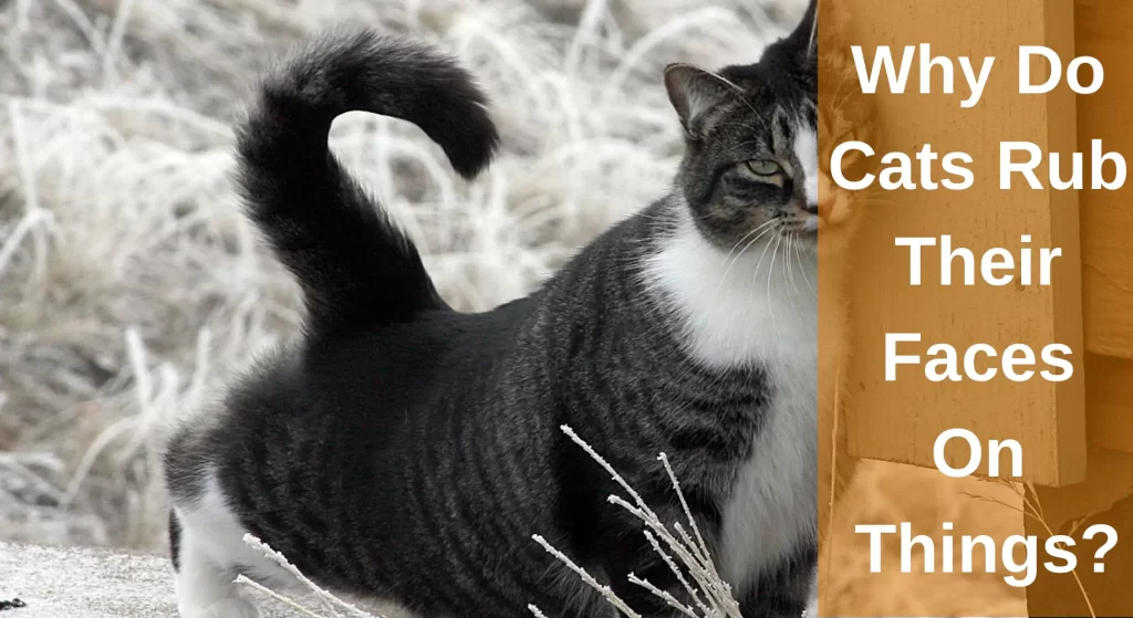 Why Do Cats Rub Their Faces On Things? Head Bunting LearnAboutCat