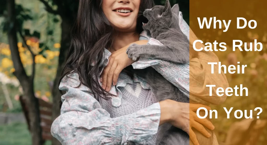 Why Do Cats Rub Their Teeth On You? Reasons You Should Know LearnAboutCat